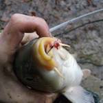 Feeder v nepriaznivom počasí Feeder v nepriaznivom počasí