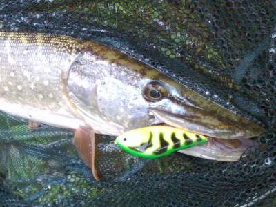 Ako na ��uky - lov�me s woblermi na rieke