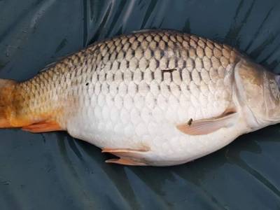 Pop-upky Tip Offs (testoval R�bert Farka�)