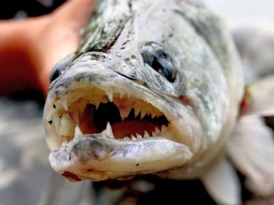 Lov zub��ov na �a�ko