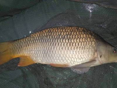 Nov� ar�ma Nectar Plus (testoval R�bert Farka�)