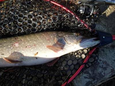 Udice Sportex Graphenon