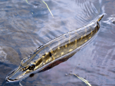 Lov dravcov na rybky