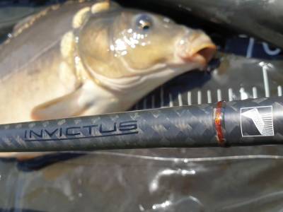 Testujeme: Sportex Invictus - tromf na lov kaprov pre ka�d�ho