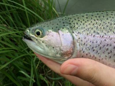 Ak� n�strahy na pstruhy? Tieto odpor��aj� ligov� pretek�ri