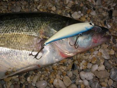 Lov zub��ov na Dunaji