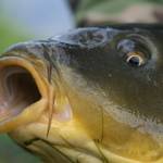 Ľadové kapry aj v nepohode Ľadové kapry aj v nepohode