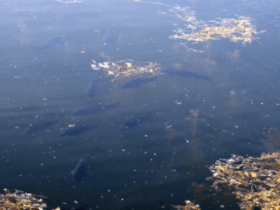 Lov kaprov na bubliny