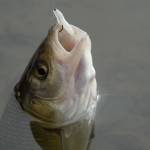 DROP SHOT –Nová výzva DROP SHOT –Nová výzva