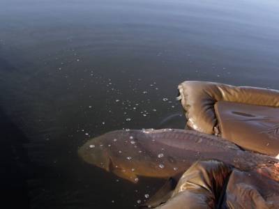 Chy� a pus� zdrav� nepo�koden� rybu