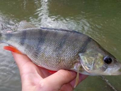 Lov dravcov na feeder