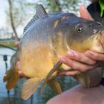 Presvedčivé boilies Presvedčivé boilies