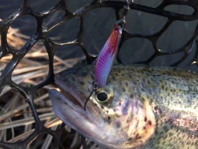 Pstruhov sezna zaala