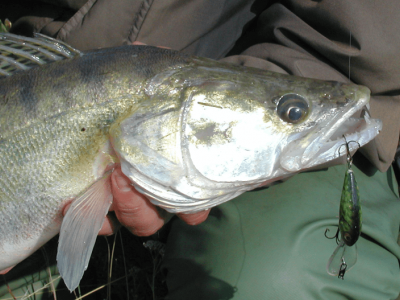 Voblery na zub��e