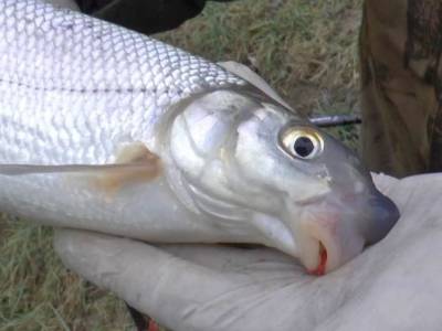 Ako na feeder v zime pod�a Jara Ha��a, majstra Slovenska vo feederi