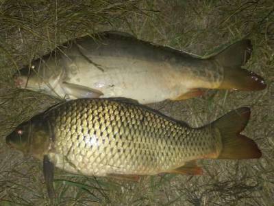 Navijak SPORTS CARP TITAN II 12000