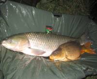 Aké nástrahy na amura vybrať? Aké nástrahy na amura vybrať?