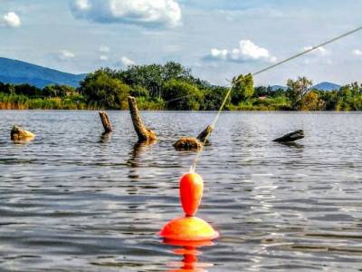 Lov sumcov na trha�ku