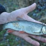 Lov šťúk na tečúcej rieke v zimnom období Lov šťúk na tečúcej rieke v zimnom období