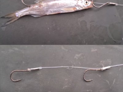 Zdokona�te techniku lovu zub��a na �a�ko (1)