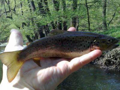 Obchod pre rybrov HACIK = vetko pre lov pstruha