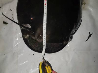 Marcel Lieskovan: Sportex Turbo Cat