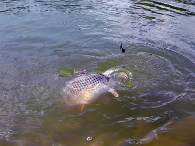 Recept na opatrn� ryby alebo ako ma zasv�tili do tajomstiev m�tvych ramien