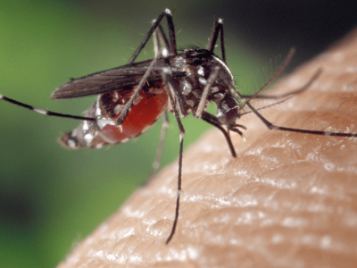 Ako sa chrni pred otravnm hmyzom