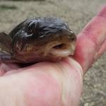 Pichľavá zimná prívlač Pichľavá zimná prívlač