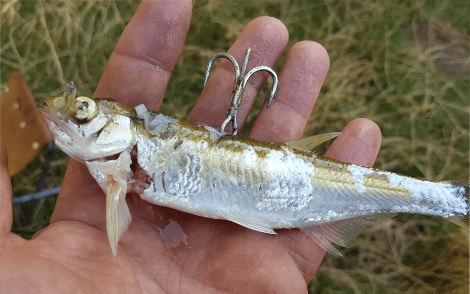 lov sumca na živú rybku - belica