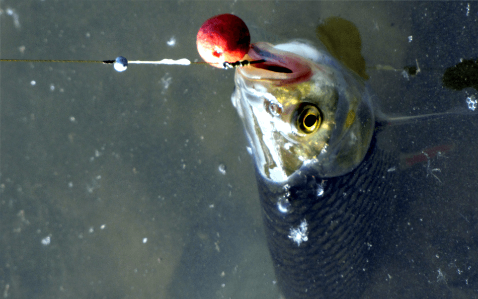 lov sumca na živú rybku - jalca