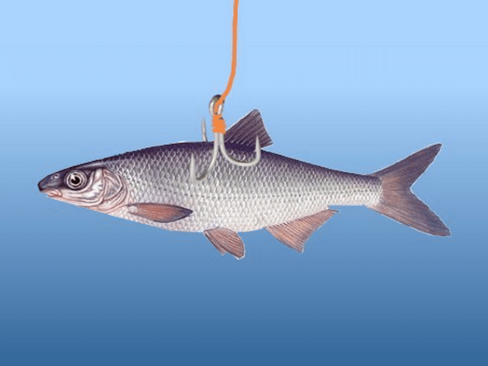 nastrazenie rybky na sumca v stojatej vode - 5