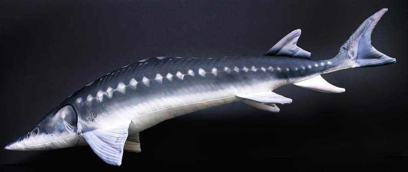 Dekoračný podhlavník - Jeseter