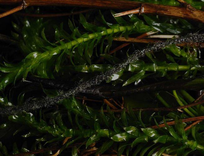 Hadička FC Supernatural antitangle tube Camo 2 m