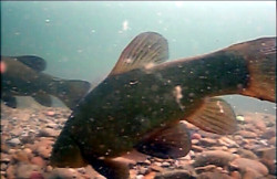 Vexilar Podvodn� kamera Fish Fone WIFI FP100