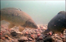 Vexilar Podvodn� kamera Fish Fone WIFI FP100