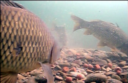 Vexilar Podvodn� kamera Fish Fone WIFI FP100