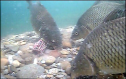 Vexilar Podvodn� kamera Fish Fone WIFI FP100