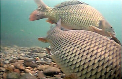 Vexilar Podvodn� kamera Fish Fone WIFI FP100