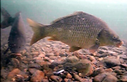 Vexilar Podvodn� kamera Fish Fone WIFI FP100