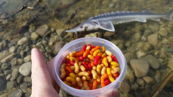 Kapr sen - plvajji kostn erv 150ml