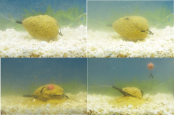 Tandem Baits Krm�tko Methode feeder