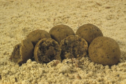 Boilies Tandem Baits zmes Japanese Squid&Fish Mix