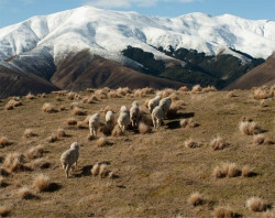 Geoff Anderson spodn� pr�dlo.- OTARA�195- tri�ko(p�sik)