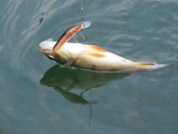 Salmo ryb�rske voblery Minnow M9F