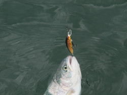 Salmo ryb�rske voblery Minnow M9S