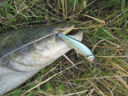 Salmo rybrske voblery Perch PH14F