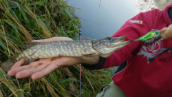 Salmo rybrske voblery Slider SD10F- 10cm