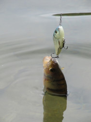 Salmo rybrske voblery Slider SD12F- 12cm