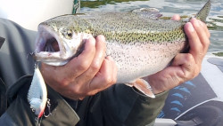 Salmo rybrske voblery Slider SD12F- 12cm